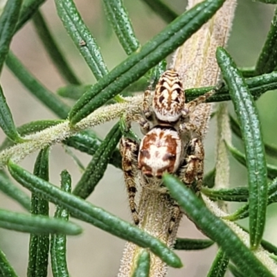 Opisthoncus serratofasciatus (Chevronned jumper) at Banksia Street Wetland Corridor - 23 Oct 2023 by trevorpreston