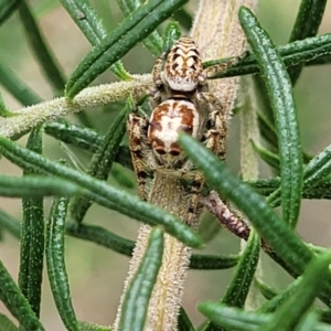 Opisthoncus serratofasciatus at O'Connor, ACT - 23 Oct 2023