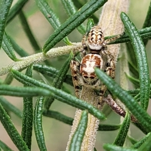 Opisthoncus serratofasciatus at O'Connor, ACT - 23 Oct 2023