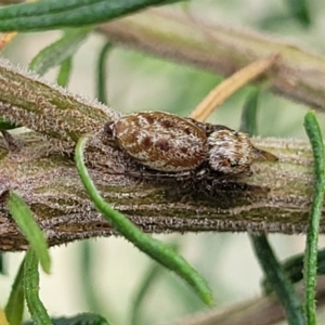 Opisthoncus sp. (genus) at O'Connor, ACT - 23 Oct 2023