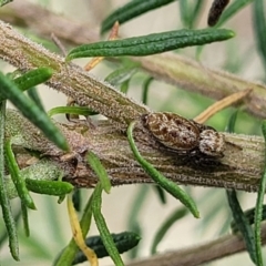 Opisthoncus sp. (genus) at O'Connor, ACT - 23 Oct 2023