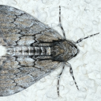 Rhuma argyraspis (Webbed Grey) at Ainslie, ACT - 15 Oct 2023 by jb2602