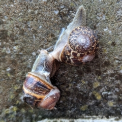 Cornu aspersum (Common Garden Snail) at Grassy, TAS - 22 Oct 2023 by HelenCross