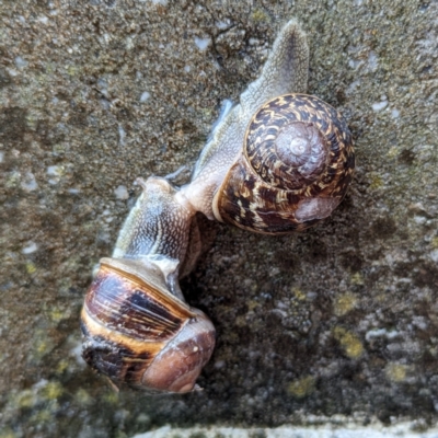 Cornu aspersum (Common Garden Snail) at Grassy, TAS - 23 Oct 2023 by HelenCross