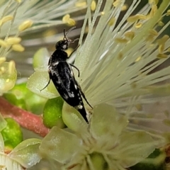 Mordella sp. (genus) (Pintail or tumbling flower beetle) at Banksia Street Wetland Corridor - 23 Oct 2023 by trevorpreston