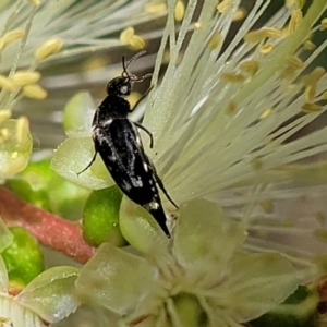 Mordella sp. (genus) at O'Connor, ACT - 23 Oct 2023