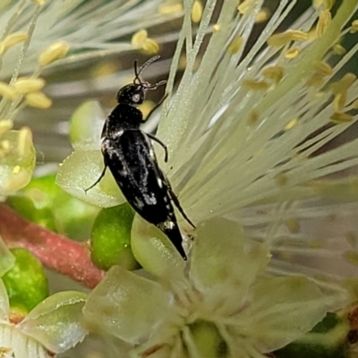 Mordella sp. (genus) (Pintail or tumbling flower beetle) at O'Connor, ACT - 23 Oct 2023 by trevorpreston