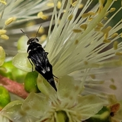 Mordella sp. (genus) at O'Connor, ACT - 23 Oct 2023