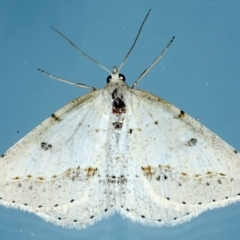 Taxeotis stereospila (Taxeotis stereospila) at Ainslie, ACT - 15 Oct 2023 by jb2602