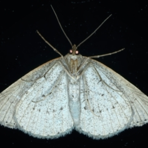 Taxeotis stereospila at Ainslie, ACT - 15 Oct 2023