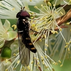 Melangyna sp. (genus) (Hover Fly) at Banksia Street Wetland Corridor - 23 Oct 2023 by trevorpreston