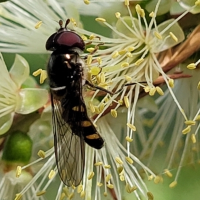 Melangyna sp. (genus) (Hover Fly) at Banksia Street Wetland Corridor - 23 Oct 2023 by trevorpreston