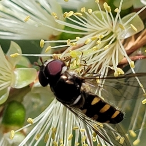 Melangyna sp. (genus) at O'Connor, ACT - 23 Oct 2023