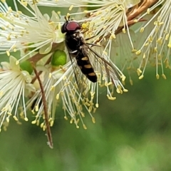 Melangyna sp. (genus) at O'Connor, ACT - 23 Oct 2023