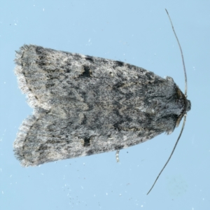 Thoracolopha (genus) at Ainslie, ACT - 15 Oct 2023 09:09 PM