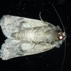 Thoracolopha (genus) at Ainslie, ACT - 15 Oct 2023 09:09 PM