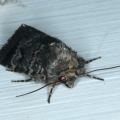 Thoracolopha verecunda at Ainslie, ACT - 15 Oct 2023 08:32 PM