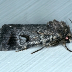 Thoracolopha verecunda at Ainslie, ACT - 15 Oct 2023 08:32 PM