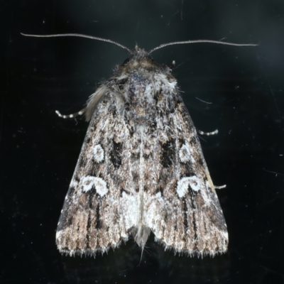 Ectopatria horologa (Nodding Saltbush Moth) at Ainslie, ACT - 15 Oct 2023 by jb2602