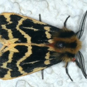 Ardices curvata at Ainslie, ACT - 15 Oct 2023 09:11 PM