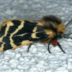 Ardices curvata at Ainslie, ACT - 15 Oct 2023 09:11 PM