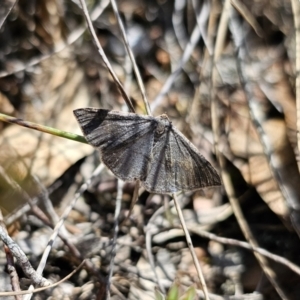 Taxeotis (genus) at Captains Flat, NSW - 23 Oct 2023