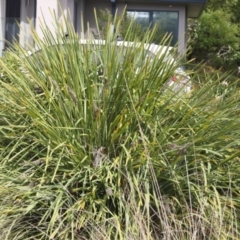 Lomandra longifolia (Spiny-headed Mat-rush, Honey Reed) at Lyons, ACT - 20 Oct 2023 by ran452