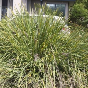 Lomandra longifolia at Lyons, ACT - 20 Oct 2023 10:32 PM