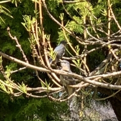 Cacomantis flabelliformis (Fan-tailed Cuckoo) at Black Flat at Corrowong - 23 Oct 2023 by BlackFlat