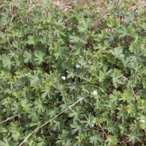 Geranium sp. at Lyons, ACT - 20 Oct 2023