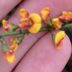 Unidentified Pea at Vincentia, NSW - 4 Oct 2023 by Tapirlord