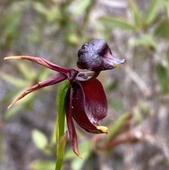 Caleana major (Large Duck Orchid) at Vincentia, NSW - 4 Oct 2023 by Tapirlord