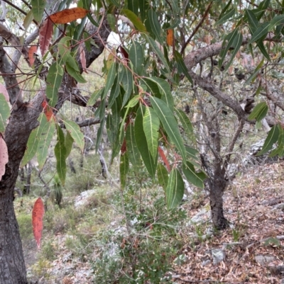 Corymbia gummifera (Red Bloodwood) at Hyams Beach, NSW - 4 Oct 2023 by Tapirlord