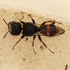 Williamsita sp. (genus) at Sullivans Creek, Lyneham South - 23 Oct 2023