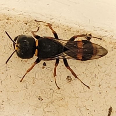 Crabroninae (subfamily) (Unidentified solitary wasp) at Lyneham, ACT - 23 Oct 2023 by trevorpreston