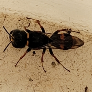 Williamsita sp. (genus) at Sullivans Creek, Lyneham South - 23 Oct 2023 02:18 PM