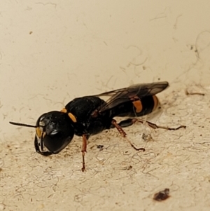 Williamsita sp. (genus) at Sullivans Creek, Lyneham South - 23 Oct 2023 02:18 PM