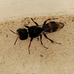 Williamsita sp. (genus) at Sullivans Creek, Lyneham South - 23 Oct 2023 02:18 PM