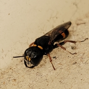 Williamsita sp. (genus) at Sullivans Creek, Lyneham South - 23 Oct 2023 02:18 PM