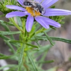 Lasioglossum (Chilalictus) lanarium (Halictid bee) at Paddys River, ACT - 15 Oct 2023 by NedJohnston