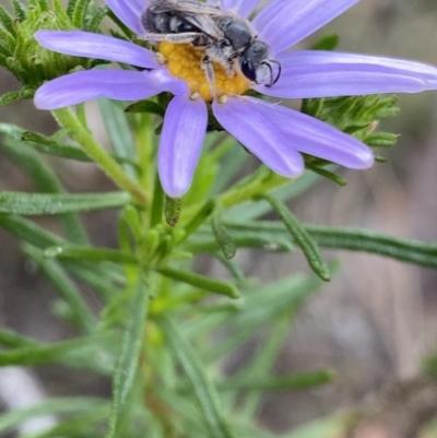 Lasioglossum (Chilalictus) lanarium (Halictid bee) at Namadgi National Park - 15 Oct 2023 by Ned_Johnston