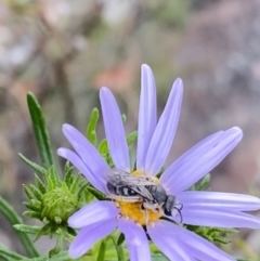 Lasioglossum (Chilalictus) lanarium at Paddys River, ACT - 15 Oct 2023 02:11 PM