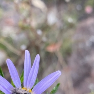 Lasioglossum (Chilalictus) lanarium at Paddys River, ACT - 15 Oct 2023 02:11 PM