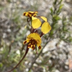 Diuris semilunulata (Late Leopard Orchid) - 1 Jan 1900 by NedJohnston