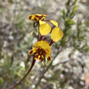 Diuris semilunulata at Paddys River, ACT - 15 Oct 2023