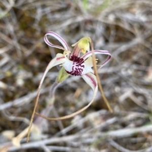 Caladenia parva at Paddys River, ACT - 15 Oct 2023