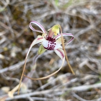 Caladenia parva (Brown-clubbed Spider Orchid) at Paddys River, ACT - 15 Oct 2023 by NedJohnston