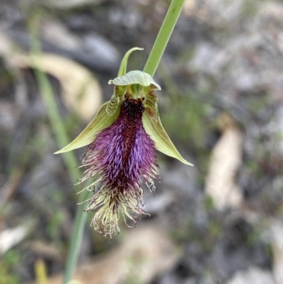 Calochilus platychilus (Purple Beard Orchid) at Paddys River, ACT - 15 Oct 2023 by Ned_Johnston