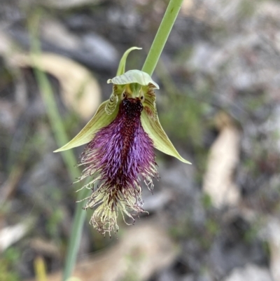 Calochilus platychilus (Purple Beard Orchid) at Paddys River, ACT - 15 Oct 2023 by NedJohnston