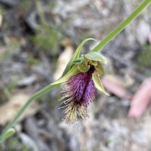 Calochilus platychilus at Paddys River, ACT - suppressed